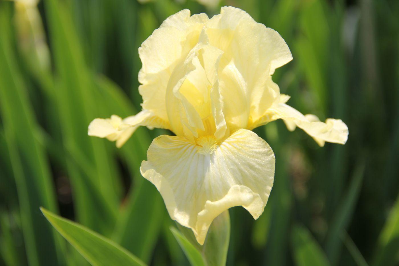 Iris germanica 'Maui Moonlight'